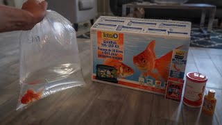 GOLDFISH ONLY AQUARIUM SETUP [upl. by Nywrad537]