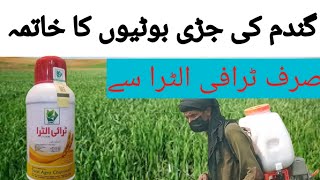 TRI Altra use to control herbicide of wheat cropcrop management in feild [upl. by Karwan]