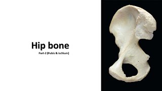 Hip bone Part2 Pubis amp Ischium Prof Dr Md Ashfaqur Rahman [upl. by Jairia]