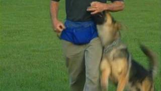 Schutzhund with Gottfried Dildei Basic Obedience Deutsch [upl. by Annawd928]