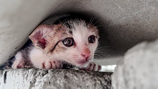 LTT Animal  Unbelievable Cat Rescue From Weakness to Wellness 🐱 [upl. by Stodder759]