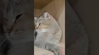 Scaredy cats 🤣🤣funnycats fyp funny cat catlovers [upl. by Lam]