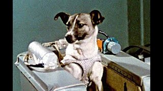 Laika The First Dog in Space A Heartbreaking Story of Exploration and Sacrifice [upl. by Lehet943]