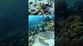 Red Sea turtles Ocean Scuba diving travel sea redseadiving [upl. by Lowell]