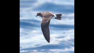 Bandrumped Stormpetrel 23 May 2023 Hatteras North Carolina USA [upl. by Dwyer]