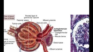 Malaria amp Antimalarial drugs By ASM Minds Team [upl. by Isawk605]