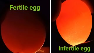 How to 12 days candling amp Identify Infertile Fertile egg12 days embryonic development chicken egg [upl. by Arlon378]