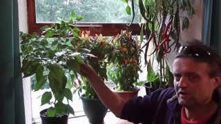 Allotment Diary  How to grow Chillies easily  This years Chilli Plants [upl. by Kuska454]