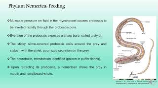 Phylum Nemertea BS Zoology Invertebrate Diversity [upl. by Kataway]