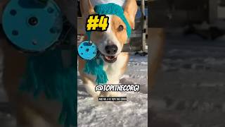 Top 10 Corgi Influencers on YouTube Part 7  Topi the Corgi shorts dogs pets corgi [upl. by Ysabel]