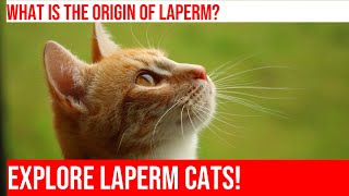 Meet the Adorable LaPerm Cat Get to Know this Unique Breed [upl. by Aisha]