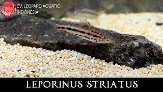 THE AMBITIOUS LEPORINUS STRIATUS Leopard Aquatic C088A [upl. by Atteynod]