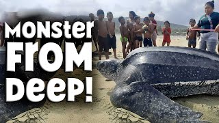 Leatherback Turtle  Shocking Size amp Secret Weapon  The MONSTER of the Deep [upl. by Blayne]