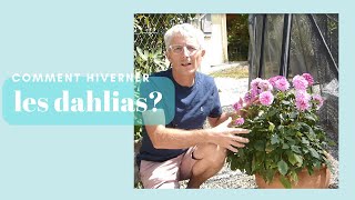 Comment hiverner les Dahlias   Monjardindansleslandes [upl. by Hamian]