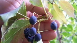 Native Food Forest Garden  Sowing Nannyberry Seeds [upl. by Floyd507]