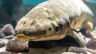 Meet Methuselah Celebrating a Longtime Academy Icon  California Academy of Sciences [upl. by Attener]