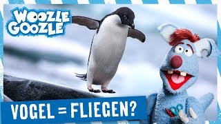 Können alle Vögel fliegen l WOOZLE GOOZLE [upl. by Grata]