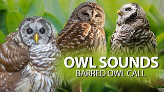 BARRED OWL Sounds🦉  The call of the Barred Owl and also its song [upl. by Assennej]