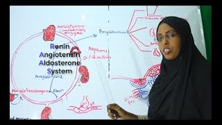 Renin Angiotensin Aldosterone System RAAS  Part Ono [upl. by Burkhart]