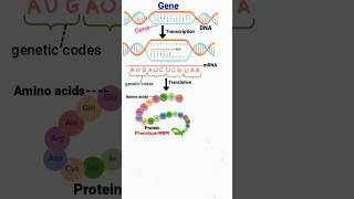 gene  transcription  translation  DNA  genetic codes genetics geneticcode dna aminoacids [upl. by Dustman917]