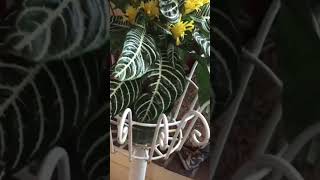 ZEBRA PLANT in BLOOMAphelandra Squarrosa With YELLOW FLOWERS Houseplant [upl. by Anitnamaid]