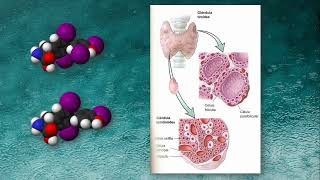 Enfermedades de la Tiroides y Cómo se tratan [upl. by Tracey]
