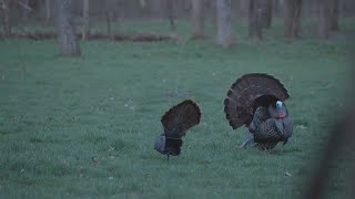 Illinois Turkey Hunting 2022  The Management Advantage [upl. by Imrots723]