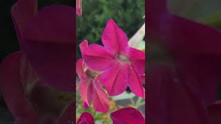 Wasp inside the Nicotiana [upl. by Paton]