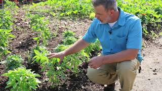 Sweet basil Ocimum basilicum  Plant Identification [upl. by Ignacius847]