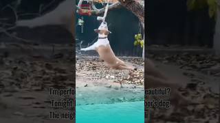 Dog practices rope dancing to get a lover and the ending😂😂 funnypets funnydogs cutespets dog [upl. by Ajnat]