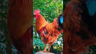 Rooster Sound Effect [upl. by Allista]