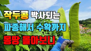 작두콩 원없이 수확 하려면 이 영상 하나면 끝 몽땅 몰아보기 [upl. by Benco]