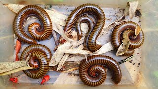 Keep Finding Millipedes In The Jungle With Me In The Evening  Millipede Bugs  Sann Pisetha [upl. by Notlimah]