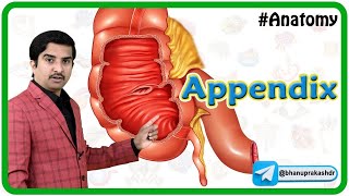 Animated Gross anatomy of Appendix Position Blood supply Venous drainage Nerve supply Histology [upl. by Howell378]