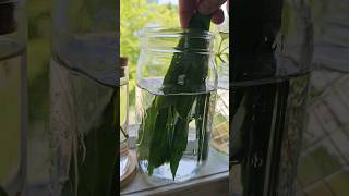 Propagating Snake Plant Water Method Experiment 🌱🌿 plantpropagation snakeplantcare snakeplant [upl. by Asiel8]