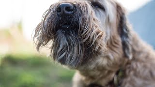 Everything You Need to Know About Soft Coated Wheaten Terriers [upl. by Lindsay]