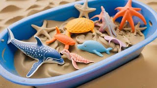 Wonders of Fish Adventure Pufferfish Seahorse Seaturtle Eel Goldfish dolphin shark starfish [upl. by Anier]