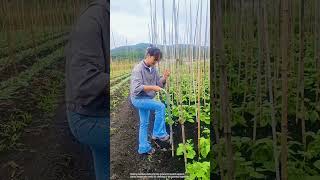 Bamboo sticks are an effective support for climbing plants [upl. by Rech297]