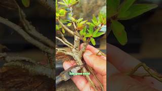 How to make bonsai 2 bonsai gardening indoorplants shortsvideo hobby Samgreenworld [upl. by Eloc434]