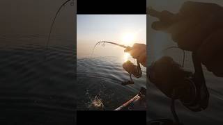 Amazing Drop Shot Bait MISSILEBAITS [upl. by Buddy]