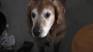 SPCA sad animal commercial [upl. by Hanej]