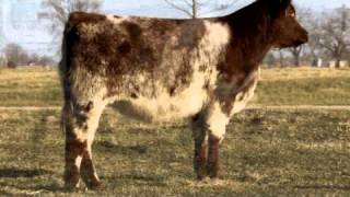 Leveldale Farms  Shorthorn heifer [upl. by Retsevlis532]