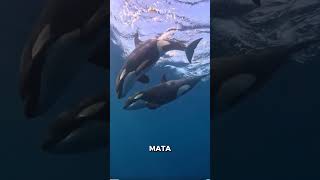 DIMANAKAH MATA PAUS ORCA fypシ゚viral shorts [upl. by Calen465]