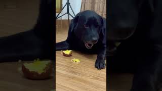 Apple is dogs favourite fruit labrador cutedog ytshorts shortsviral shorts [upl. by Hayalat902]