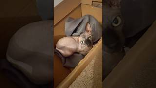 Sphynx Cat Loves Sleeping in Cardboard Boxes [upl. by Rollie624]