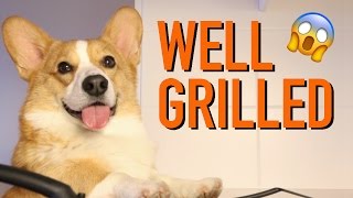 COOKIN WITH TALENT  Topi the Corgi [upl. by Picardi]