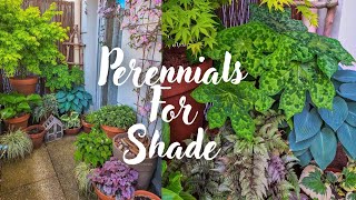 My Top 6 Perennials For Shady Container Gardens [upl. by Hugon]