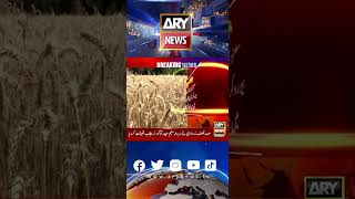 quotWazireAzam ka kaam nahi Gandum ki paidawar dekhequot anwarulhaqkakar wheat arynews reels [upl. by Deyas581]