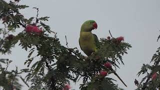 Alexandrine Parakeet Surjapur Wetlands 19 Nov 2023 [upl. by Otit47]