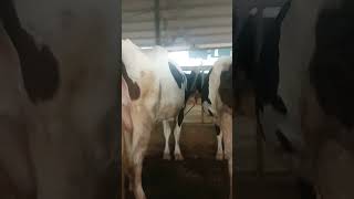 Holstein Freesian cows udders viralshorts cow farming dairy [upl. by Namialus]